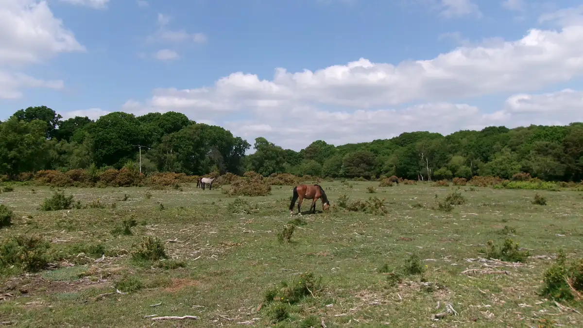 New Forest ponies grazing on open heathland with ancient woodland behind under a blue sky in the New Forest National Park