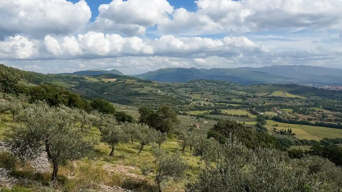 Olive groves of Olea europaea trees with silvery green foliage spreading across sunny fields near Spello in Umbria, Italy