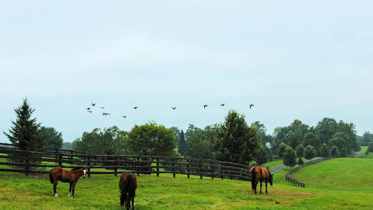 Horses grazing on a green Lexington horse farm in Kentucky horse country, a romantic stop for couples