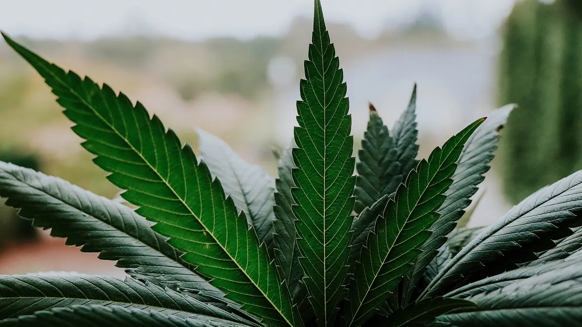 Close-up of a green cannabis plant leaf representing weed cryptocurrency and digital assets